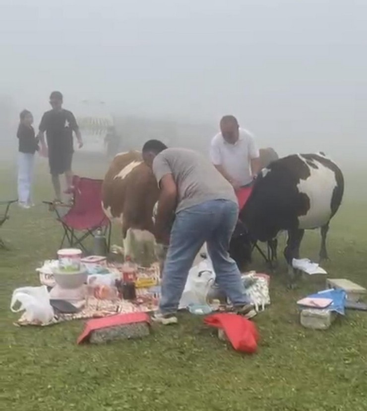 rizede-piknik-masasinin-davetsiz-misafirleri-ile-piknikciler-arasinda-gulduren-kovalamaca-3.jpg