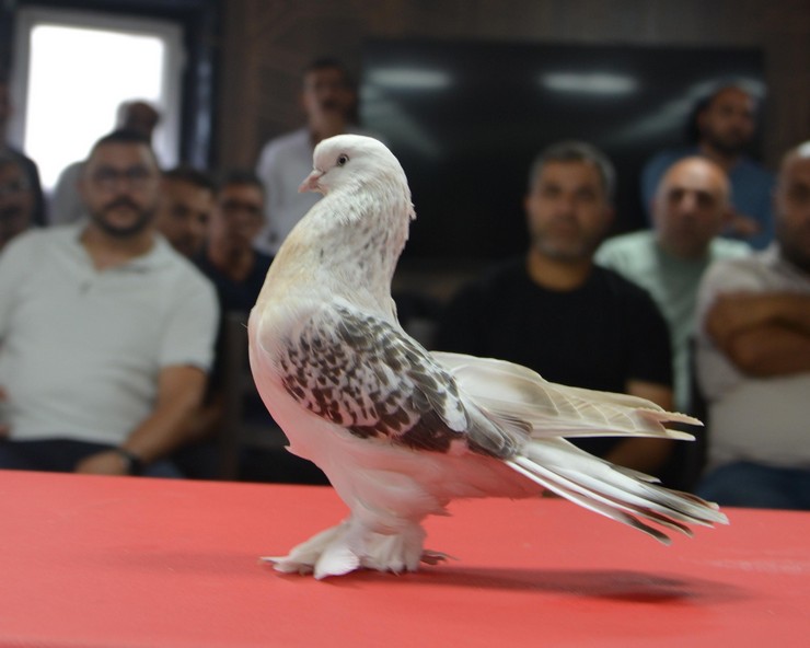 anadoluda-yetistirilen-ve-ender-guvercin-irklari-arasinda-gosterilen-sebap-guvercinleri-erzurumda-sergilendi-15.jpg