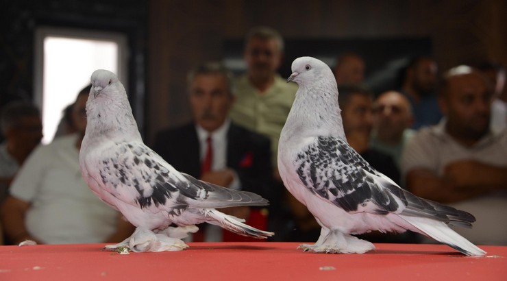 anadoluda-yetistirilen-ve-ender-guvercin-irklari-arasinda-gosterilen-sebap-guvercinleri-erzurumda-sergilendi-21.jpg