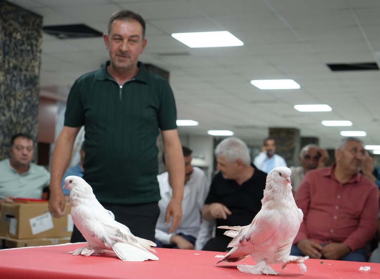 anadoluda-yetistirilen-ve-ender-guvercin-irklari-arasinda-gosterilen-sebap-guvercinleri-erzurumda-sergilendi-4.jpg