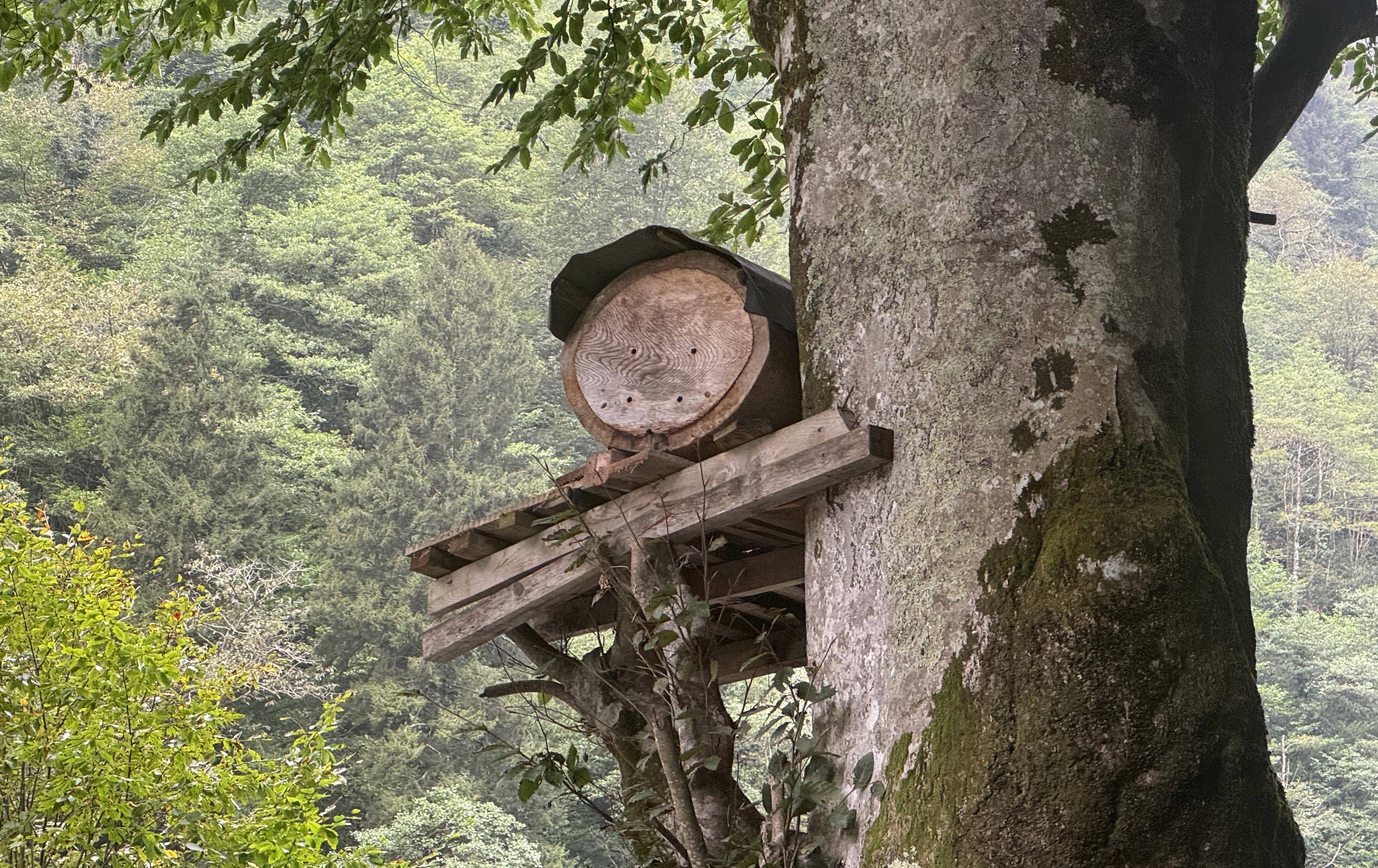 aa-20260921-42528953-42528952-cografi-isaretli-ayder-bali-yok-satiyor.jpg