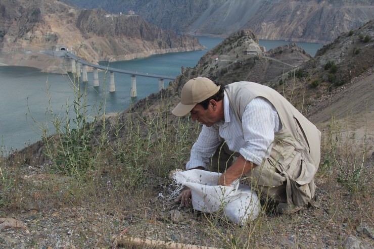bursada-yasayan-artvinli-doga-tutkunu-gezgin-ve-fotograf-sanatcisi-huseyin-oral-16-yildir-biriktirdigi-binlerce-meyve-ve-agac-tohumunu-1281-kilometre-uzakliktaki-memleketi-artvine-tasiyarak-to-3.jpg