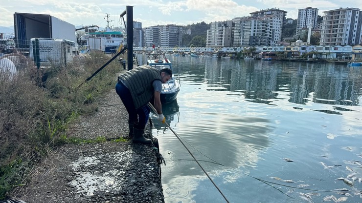 rizenin-pazar-ilcesinde-asiri-avlanma-sonrasi-denize-dokulen-ezilmis-palamutlarin-yol-actigi-kirlilik-ve-agir-koku-pazar-belediyesi-ile-kirazlik-balikci-barinaklari-kooperatifi-ekip-4.jpg