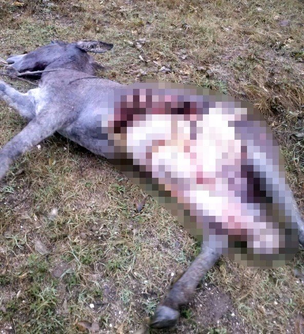 Kastamonu’da Aç Kalan Kurtlar Eşeği Parçaladı