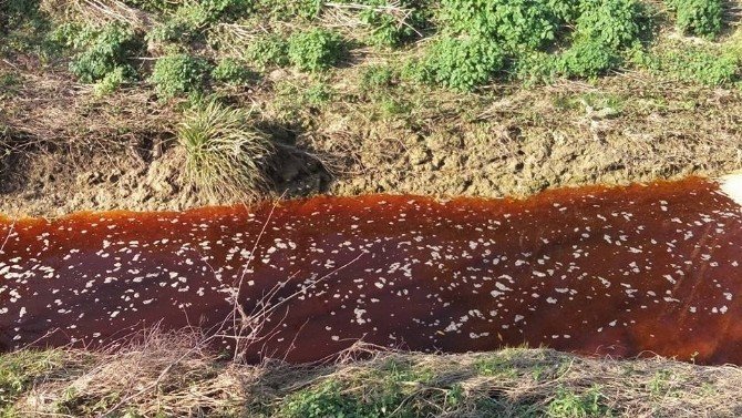 Sakarya’da Dere Kızıla Büründü