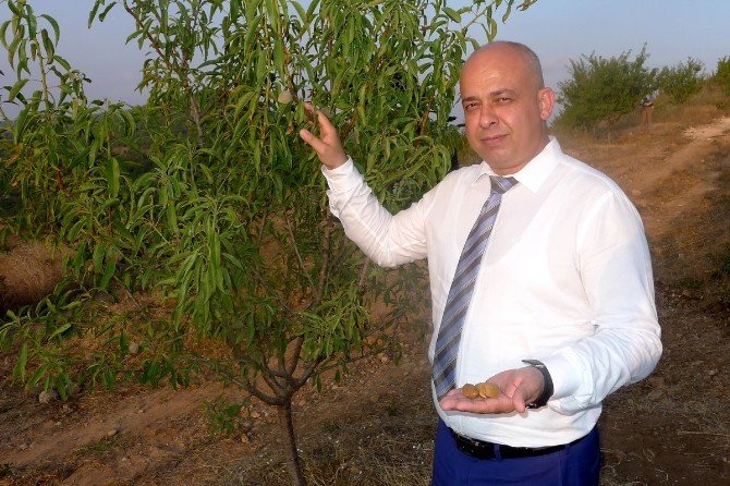 Ceyhan’da Badem Hasadı Başladı
