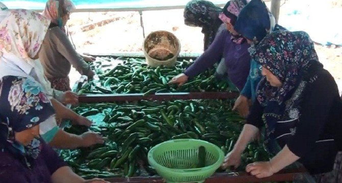 Çiftçiye Salatalık Piyangosu