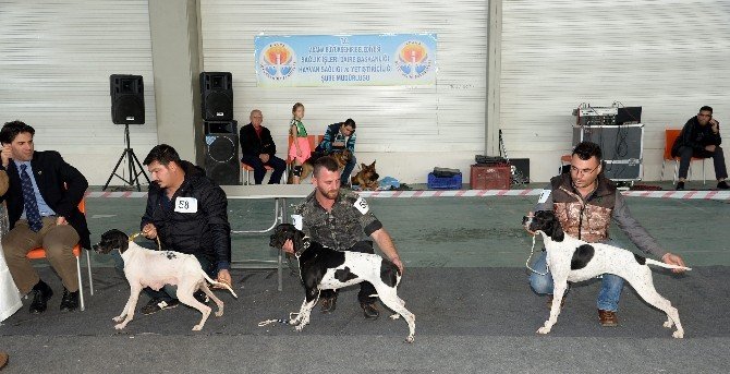 Adana’da Köpek Irkları Yarıştı