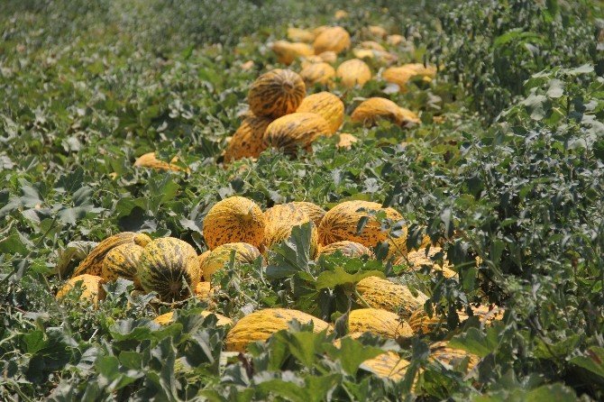 Markette Kilosu 2 Tl’den Satılan Kavun Tarlada 20 Kuruş