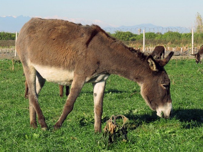 Adana’da ‘Eşek Çiftliği’ Kuruldu