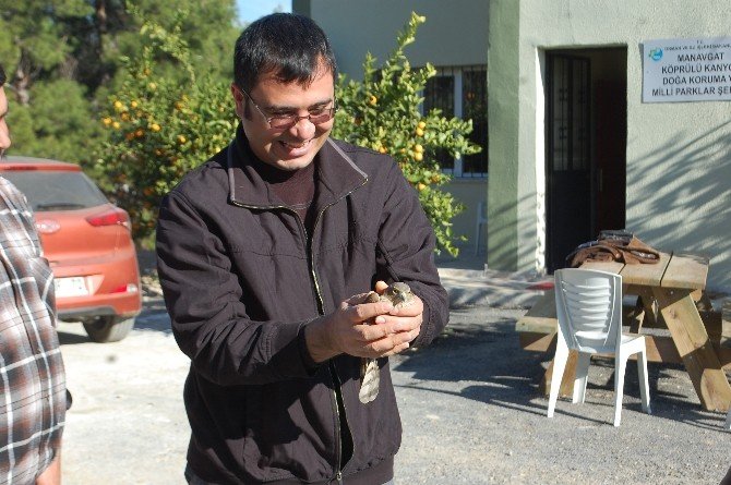 Yavru Atmaca Doğaya Bırakıldı
