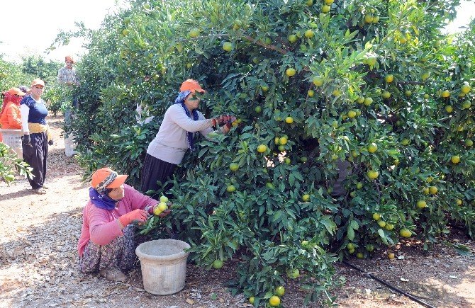 Narenciye Sezon Başında Yüzleri Ekşitmiyor