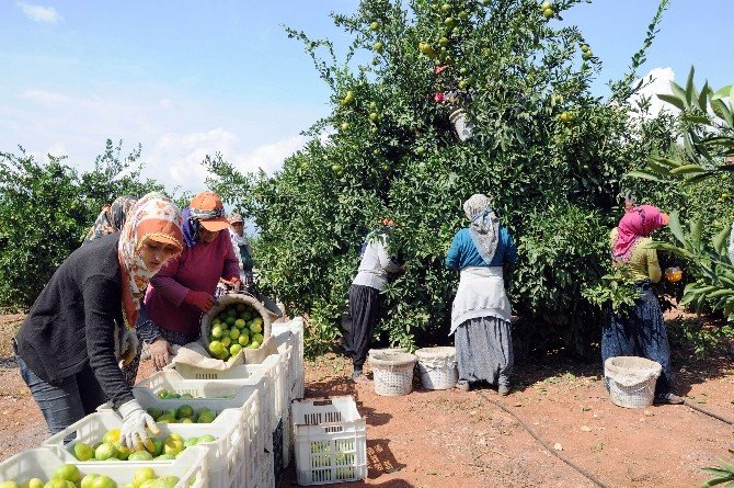 Narenciye Sezon Başında Yüzleri Ekşitmiyor
