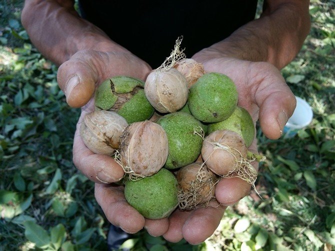 Adilcevaz’da Ceviz Hasadı Başladı