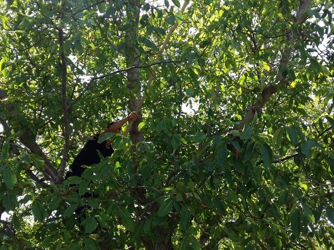 Adilcevaz’da Ceviz Hasadı Başladı