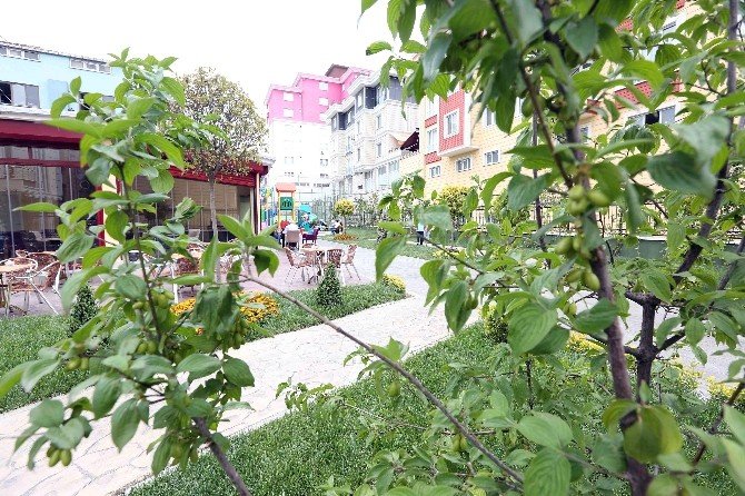 İstanbul’da Kızılcık Bahçesi Açıldı