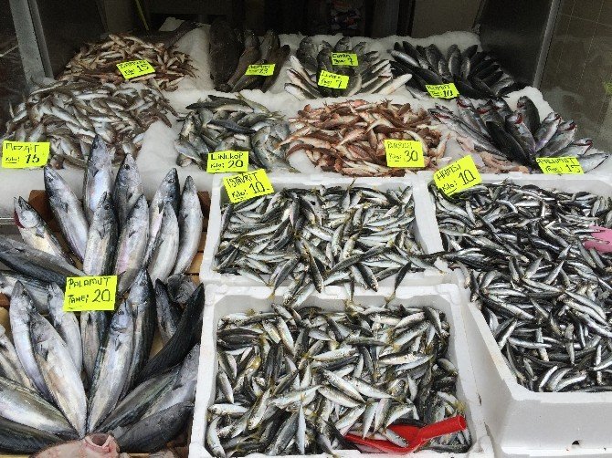 Karadeniz’de Balık Bolluğu