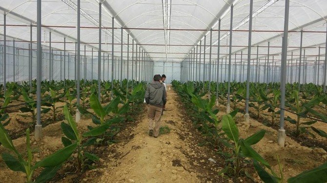 Muz Üreticileri Manavgat’a Yöneldi