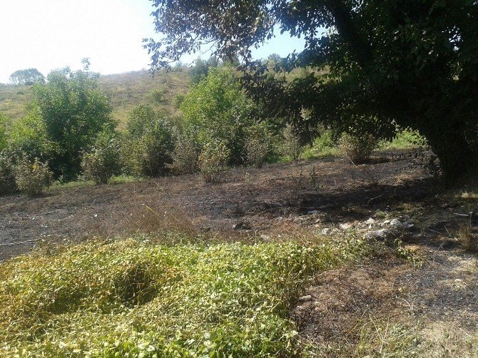 Alaplı’da 2 Dönüm Fındık Tarlası Zarar Gördü