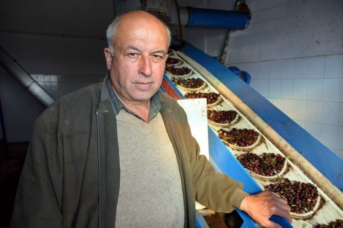 Zeytinyağında Bu Yıl Rekolte Düşük Fiyatlar Yüksek