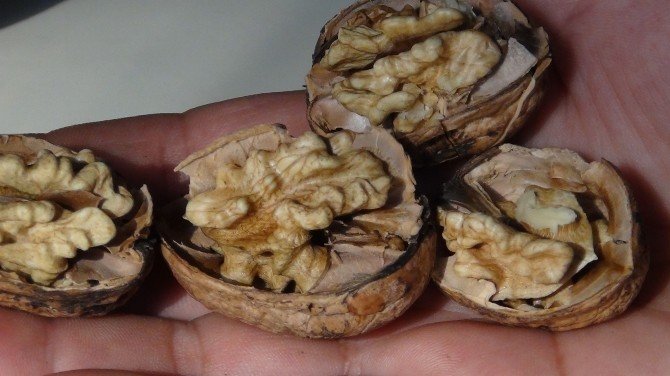 Ab’nin Ceviz Fidanları Simav’dan