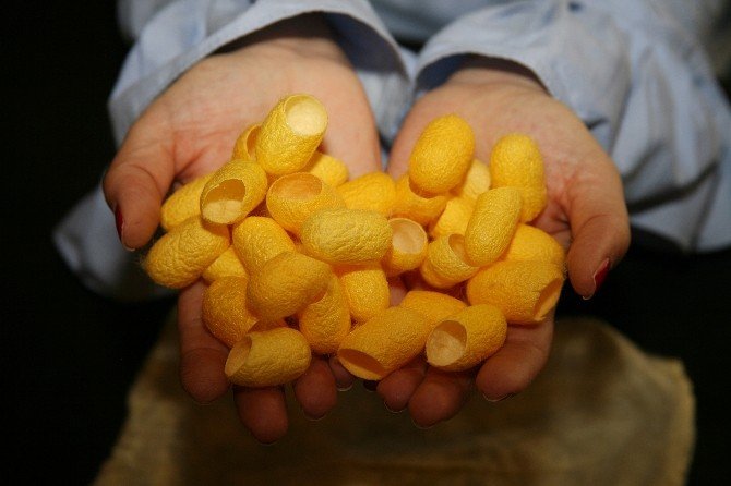 Altın Koza İle Doğal Peeling