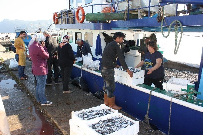 Amasra’da Hamsi 50 Kuruş