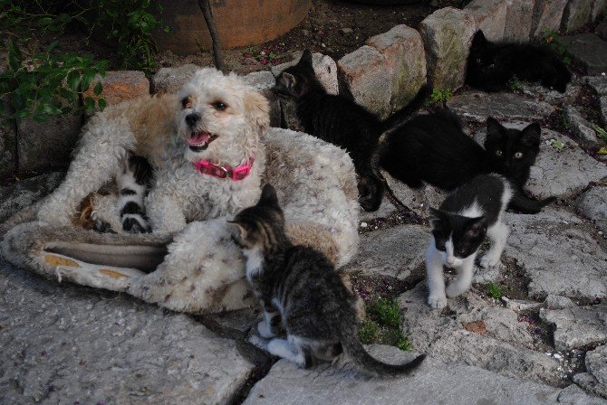 Yavrusu Olmayan Köpek, Kedilere Annelik Yapıyor