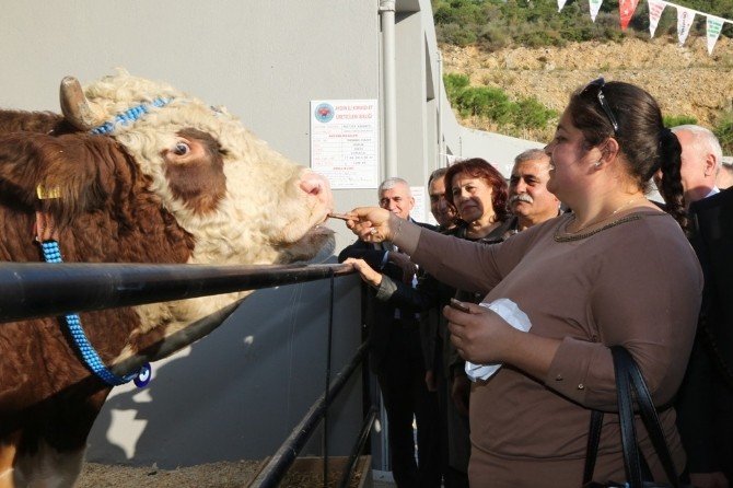 Damızlık Doruk’un Çikolata Tutkusu