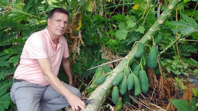 Yarışma Programında Gördü, Papaya Üretmeye Başladı