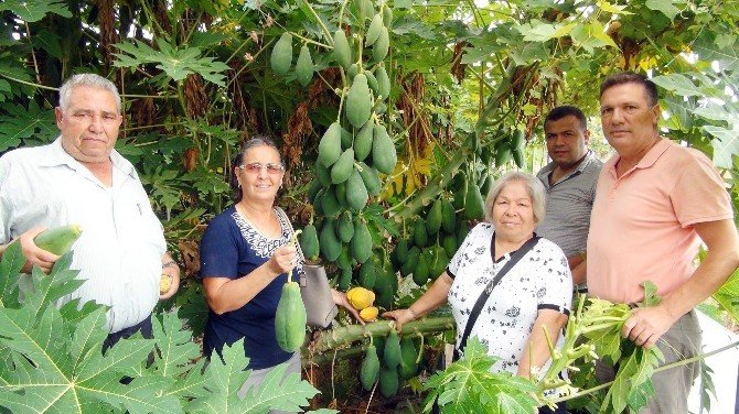 Yarışma Programında Gördü, Papaya Üretmeye Başladı