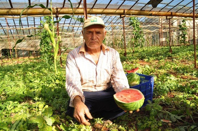 Kışlık Karpuz Altınla Yarışıyor