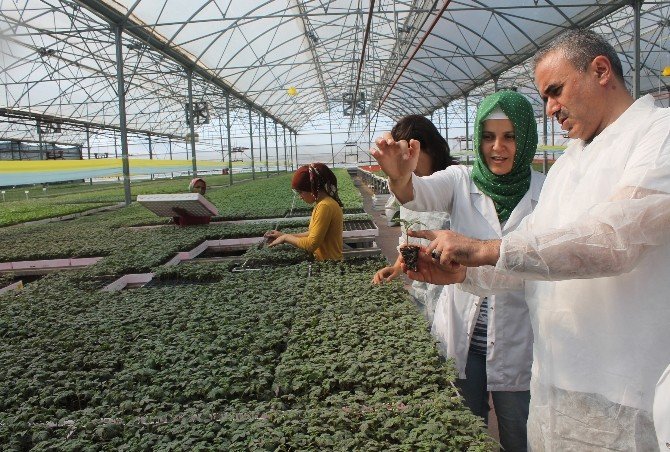 Kumluca’da Örtü Altı Sebze Üretimi İçin Fide Üretimi Başladı