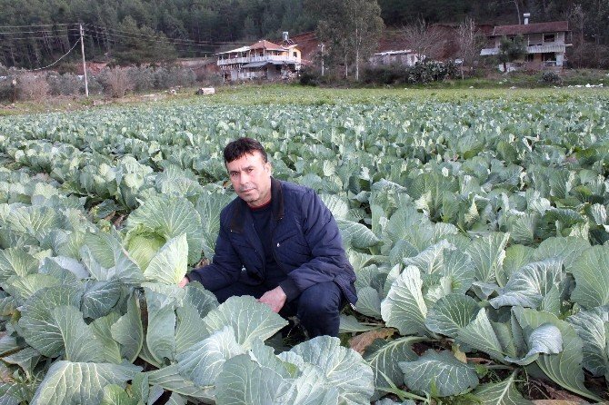 Antalya’dan Fransa’ya Lahana İhracatı