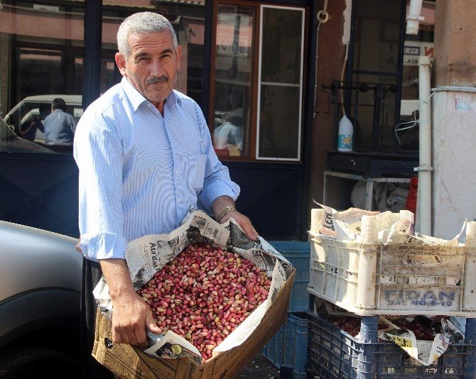 Fıstık Üreticisi Zor Durumda