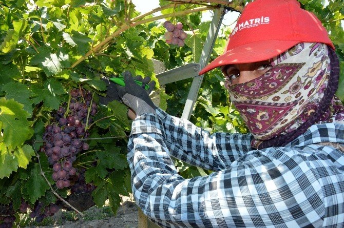 Türkiye’nin En Erkenci Üzümü İçin Çalışılıyor