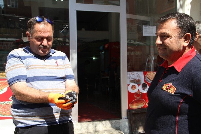Serçe Yavrusu İçin Seferber Oldular