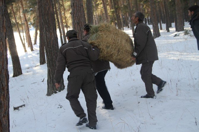 Yaban Hayata Yem Takviyesi