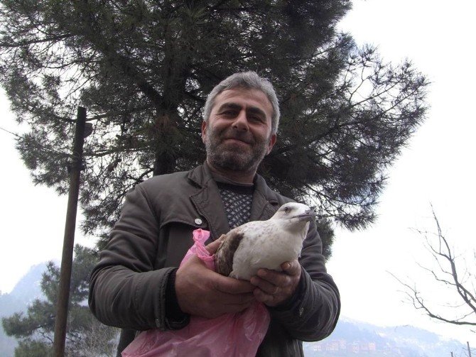 Artvin’de Yaban Hayatına Şefkat Eli