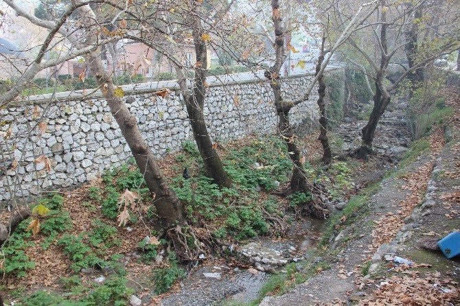 Asırlık Çınarlar Yok Olmak Üzere