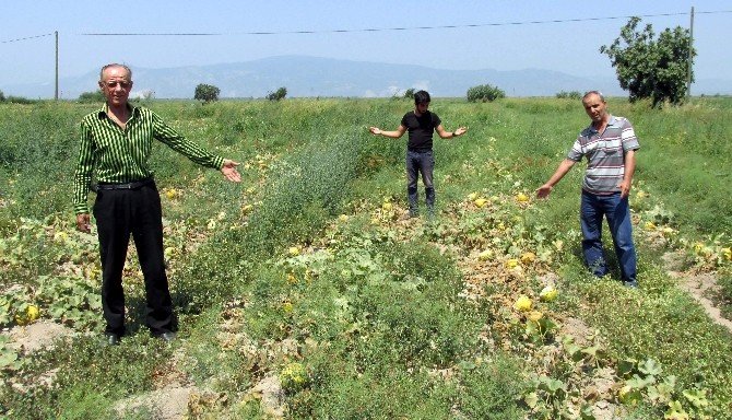 Kavun Üreticisinin Ağzının Tadı Yok
