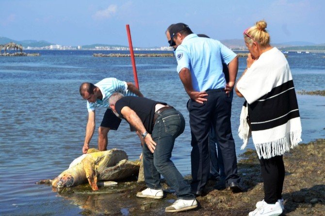 ’Caretta Caretta’yı Kurşunladılar