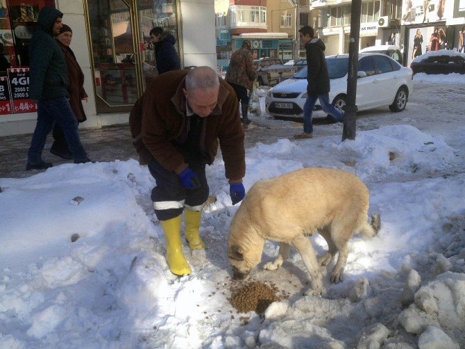 Bafra’da Sokak Hayvanları Unutulmadı