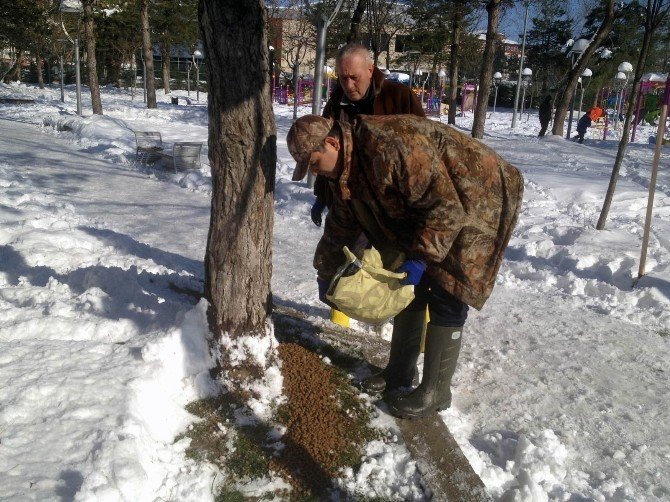 Bafra’da Sokak Hayvanları Unutulmadı