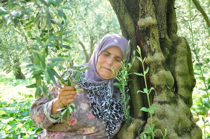 Zeytin Ağaçlarına Sarılarak "Kesmeyin, Onlar Benim Çocuklarım" Dedi