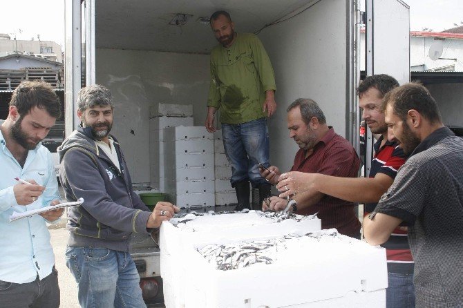Palamut Olmayınca Hamsiye Yöneldiler