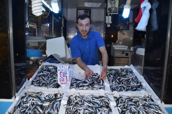 Palamut Gitti, Yerli Hamsi Geldi