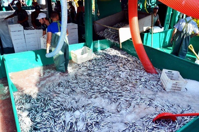 Marmara’da Hamsi Bereketi