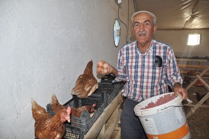 Gördüğü Haberden Etkilenip ’Gezen Tavuk Yumurtası Çiftliği’ Kurdu