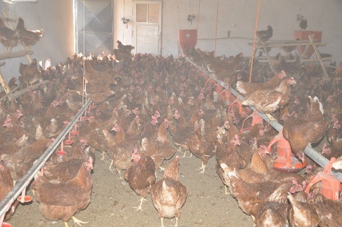 Gördüğü Haberden Etkilenip ’Gezen Tavuk Yumurtası Çiftliği’ Kurdu